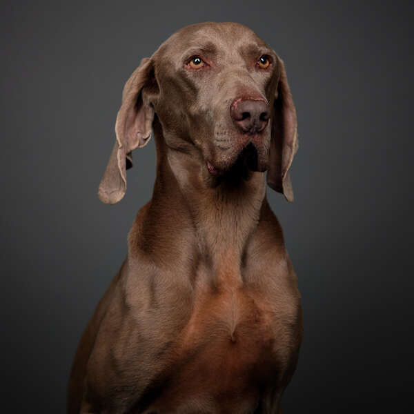 Otto Kantoorhond Otto